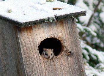 flying squirrel in nest box