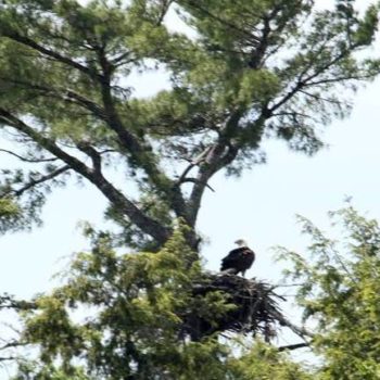 eagle nest 025