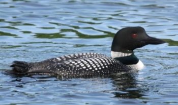 loon by eggs