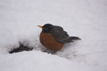 spring in the northwoods robin