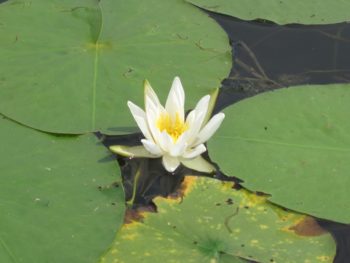 whitle lily pad2
