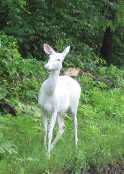 albino-deer